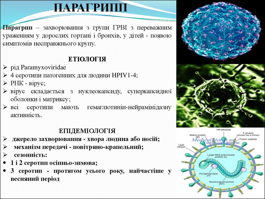 Парагрипп патогенез схема