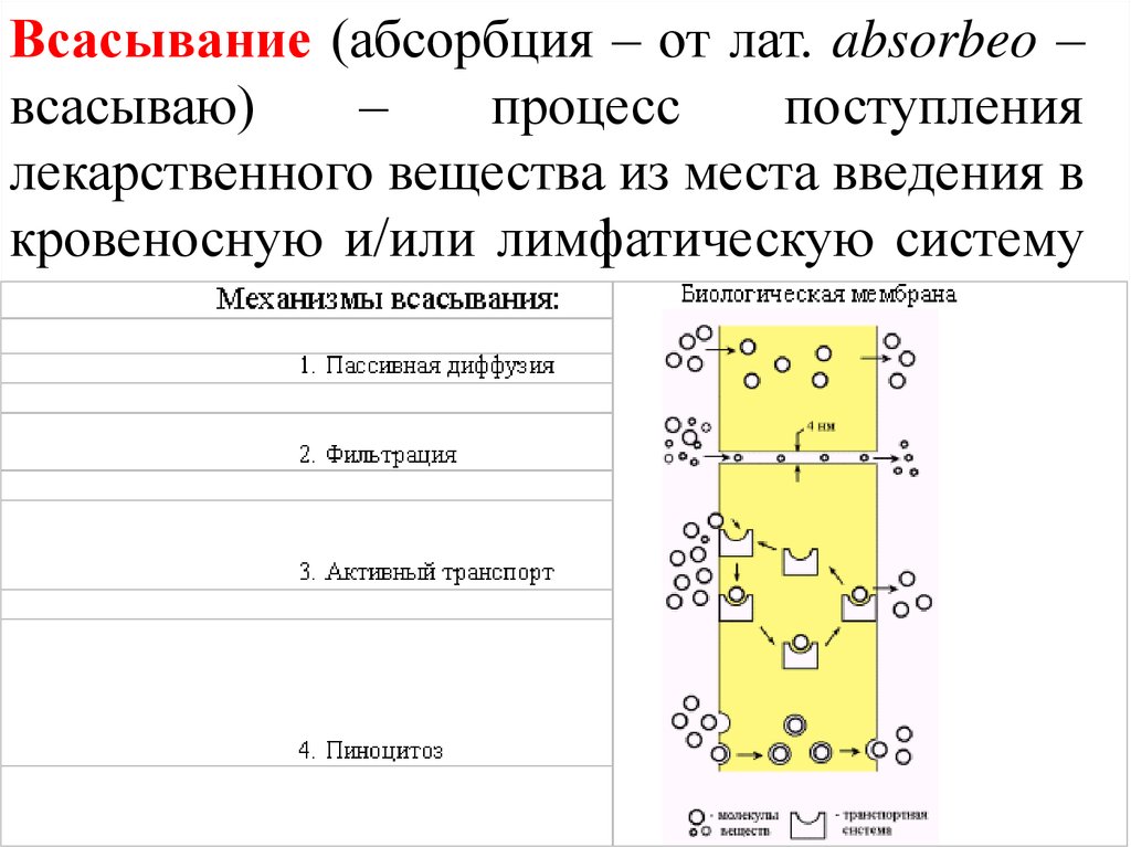 Абсорбция это. Всасывание абсорбция это. Всасывание это процесс поступления лекарственного вещества. Механизмы абсорбции лекарственных средств активный транспорт. Абсорбция это в фармакологии.