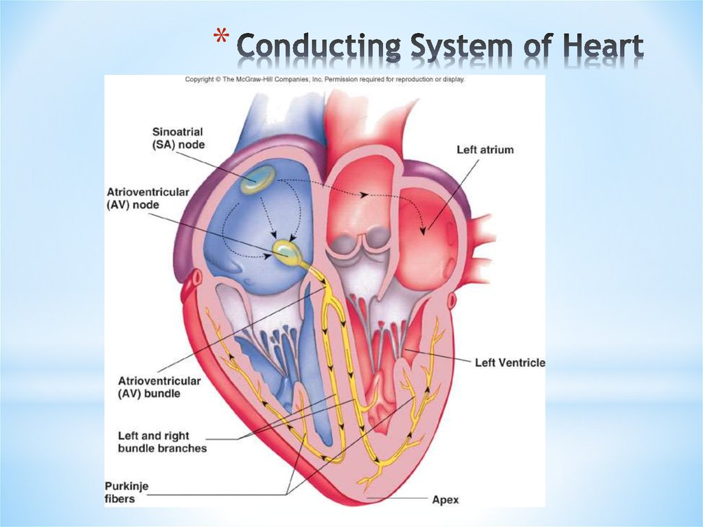 Conducting System of Heart