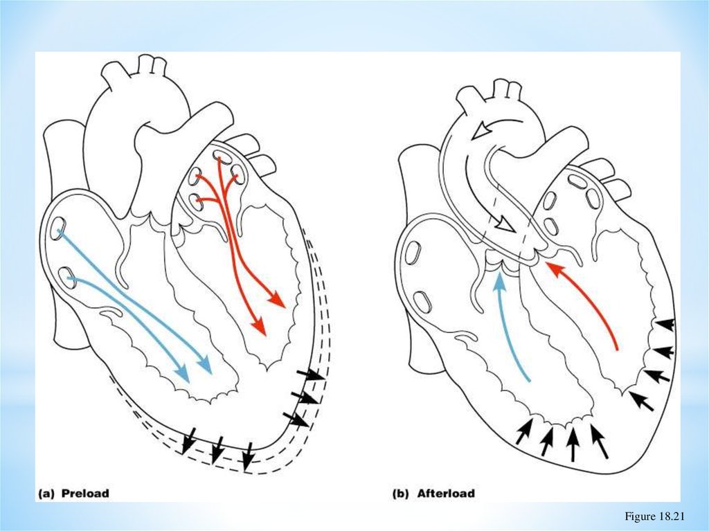 Physiology of the Heart - online presentation