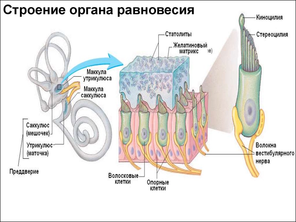 Органы чувств равновесие. Строение вестибулярного аппарата гистология. Рецепторные клетки органа равновесия строение. Отолитовый аппарат строение. Волосковые клетки отолитового аппарата.