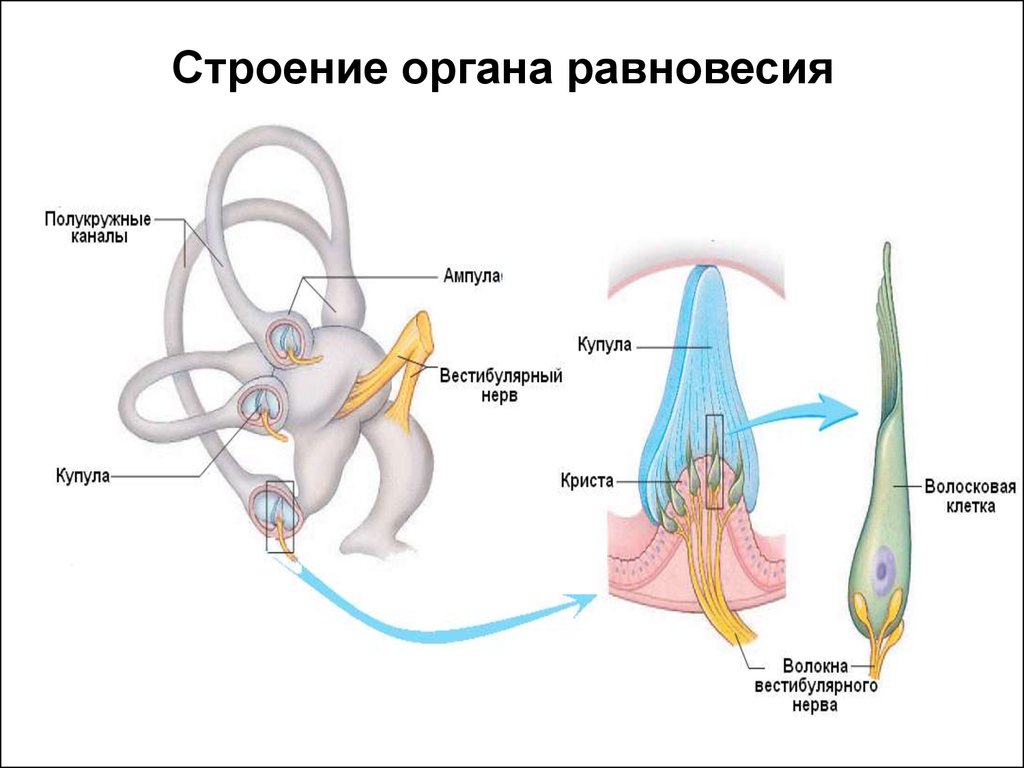 Орган равновесия 8. Строение анализатора органа равновесия. Отолитовый аппарат внутреннего уха. Анализатор равновесия анатомия схема. Рецепторные клетки органа равновесия строение.