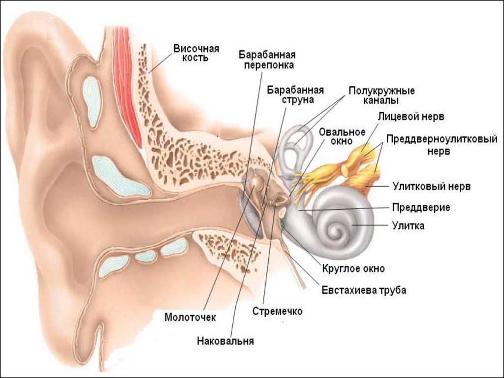 Презентация внутреннее ухо