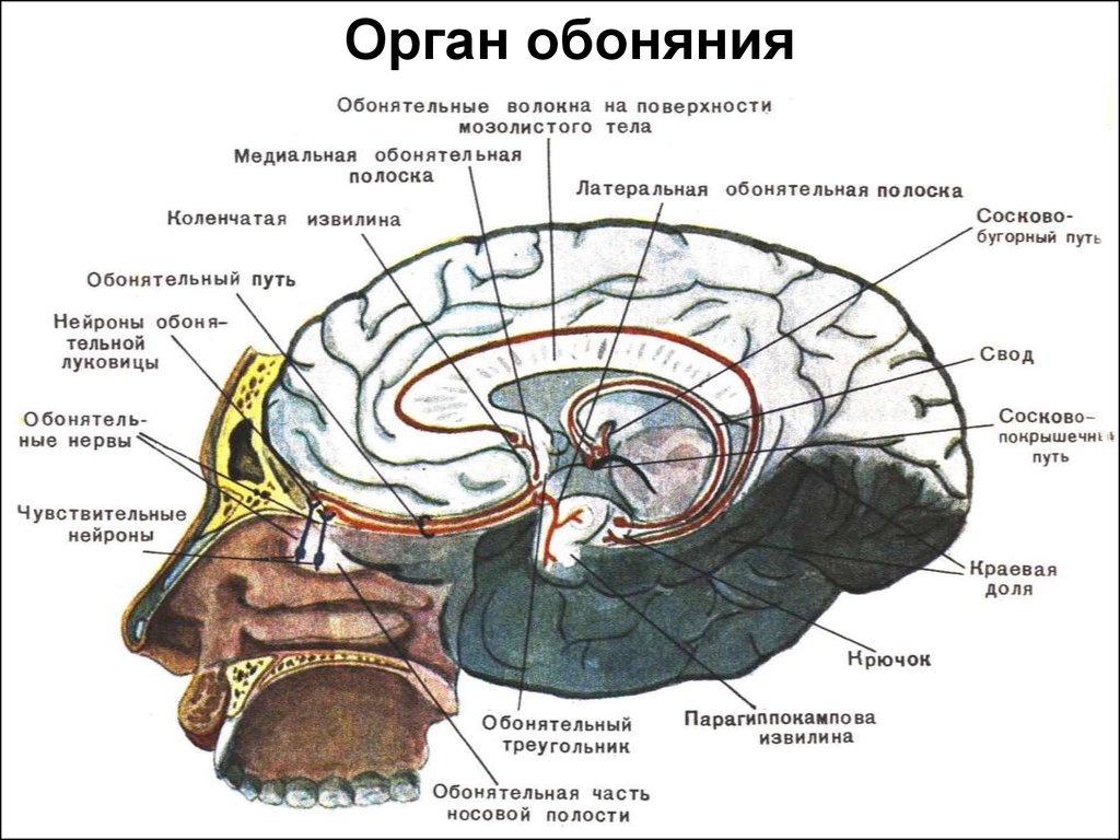 Органы вкуса и обоняния анатомия презентация