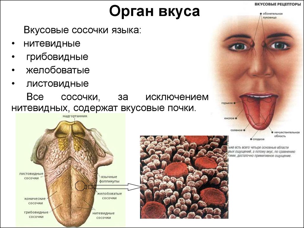 Любой язык состоит из. Орган вкуса 8 класс биология строение. Строение органа вкуса анатомия. Строение органа вкуса. Вкусовой сосочек. Вкусовые сосочки языка функции.