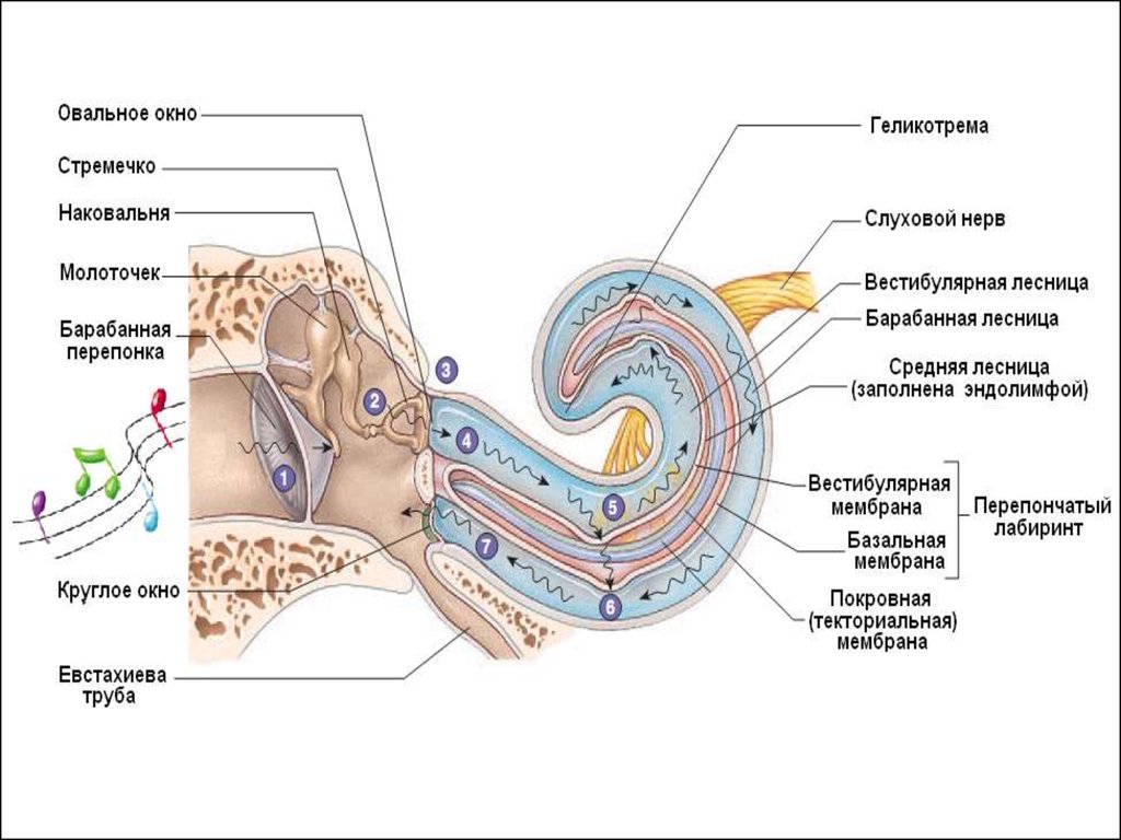 Эндолимфа улитки. Строение внутреннего уха геликотрема. Строение внутреннего уха эндолимфа. Строение улитки уха. Строение внутреннего уха.