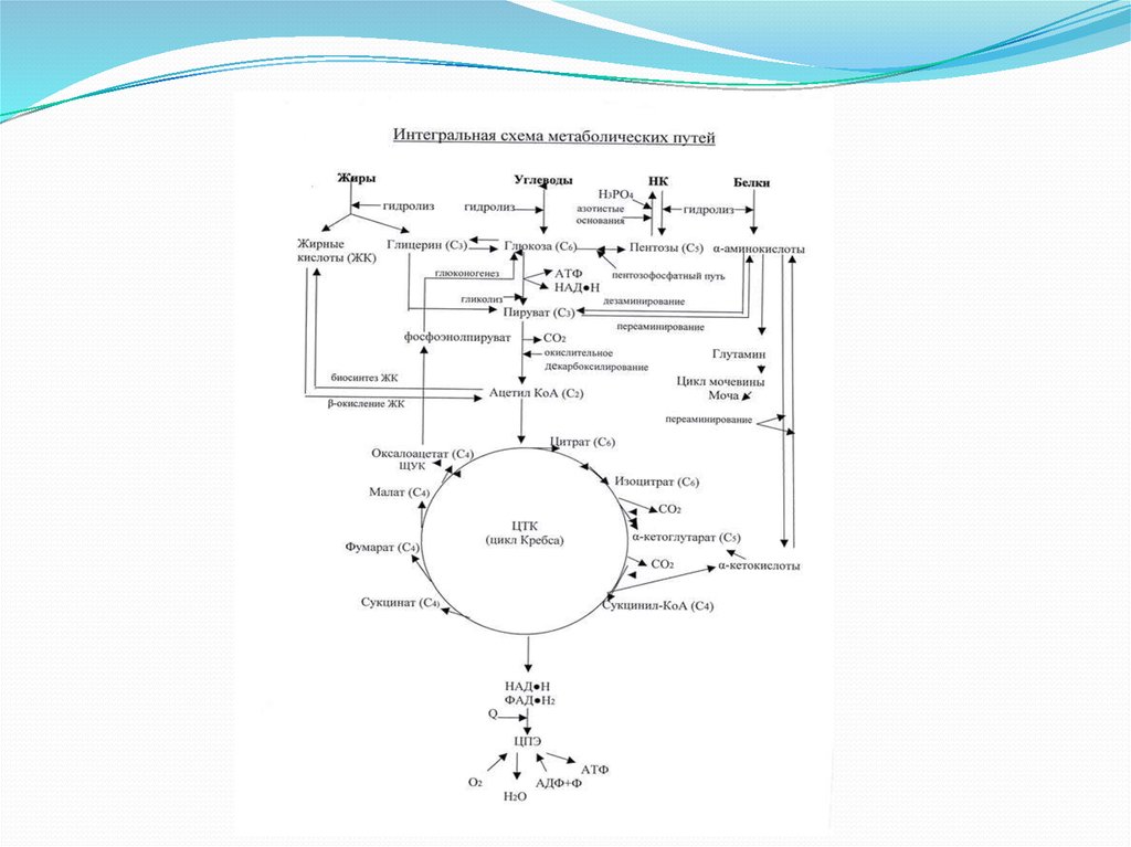 Схема метаболического пути