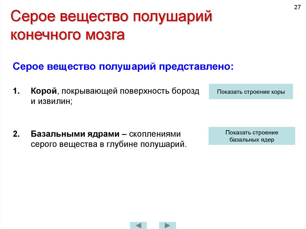 Конечный мозг, telencephalon, представлен двумя полушариями: правым и левым