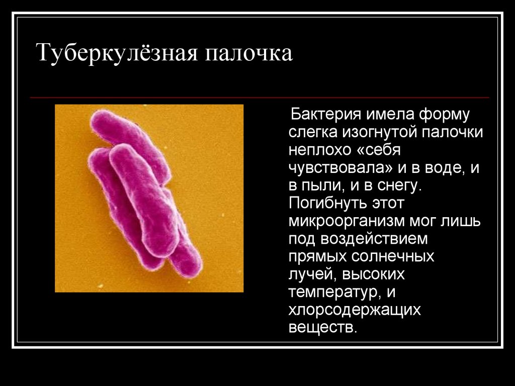 Какой тип питания характерен для палочки коха изображенной на рисунке обоснуйте свой ответ