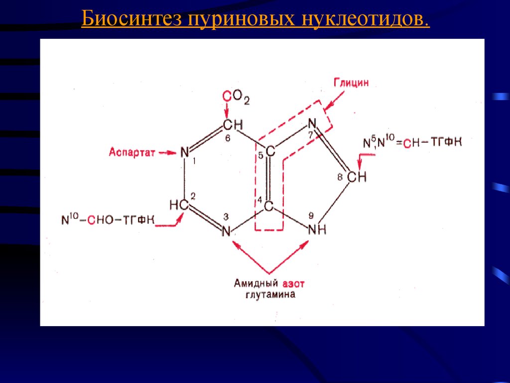 Пуриновыми нуклеотидами являются. Синтез пуринового кольца биохимия. Синтез пуринов и пиримидинов биохимия. Синтез пуриновых схема. Синтез пуриновых оснований из глицина.