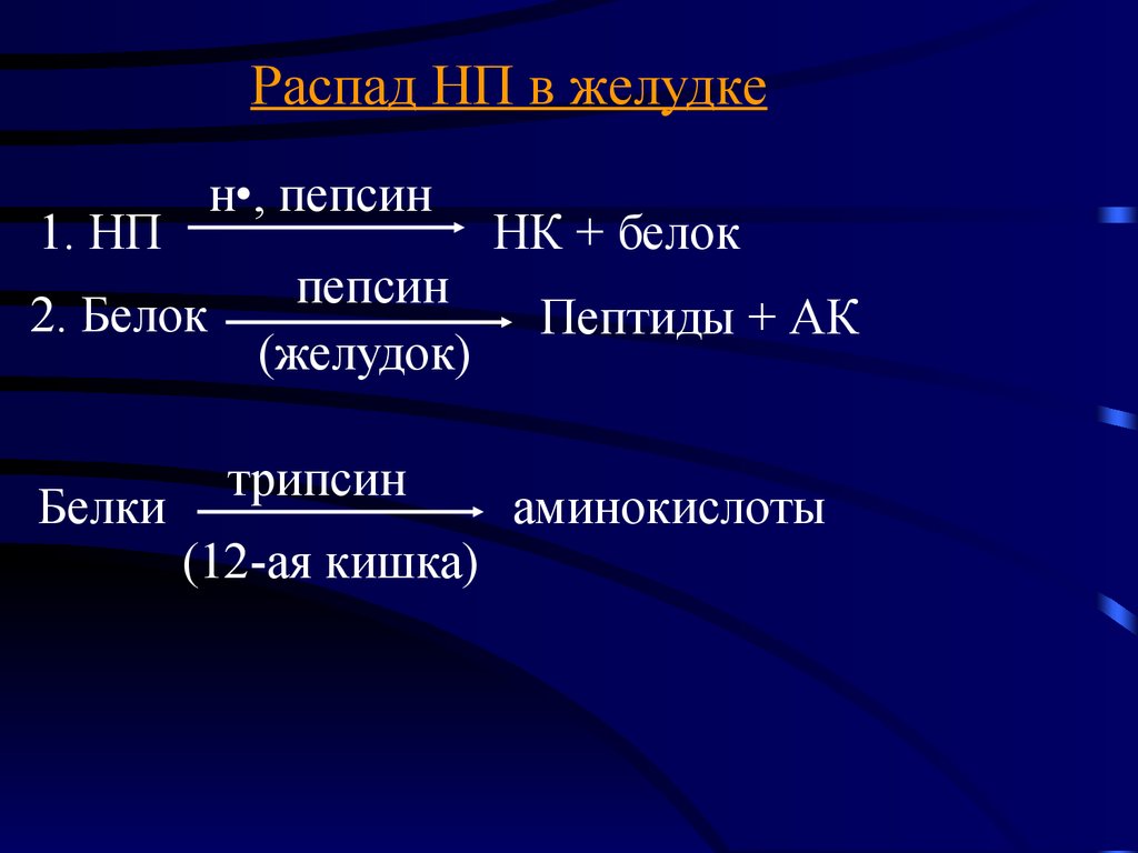 Белок в желудке. Пепсин это белок. Пепсин расщепляет белки. PH пепсина. Трипсин в желудке.