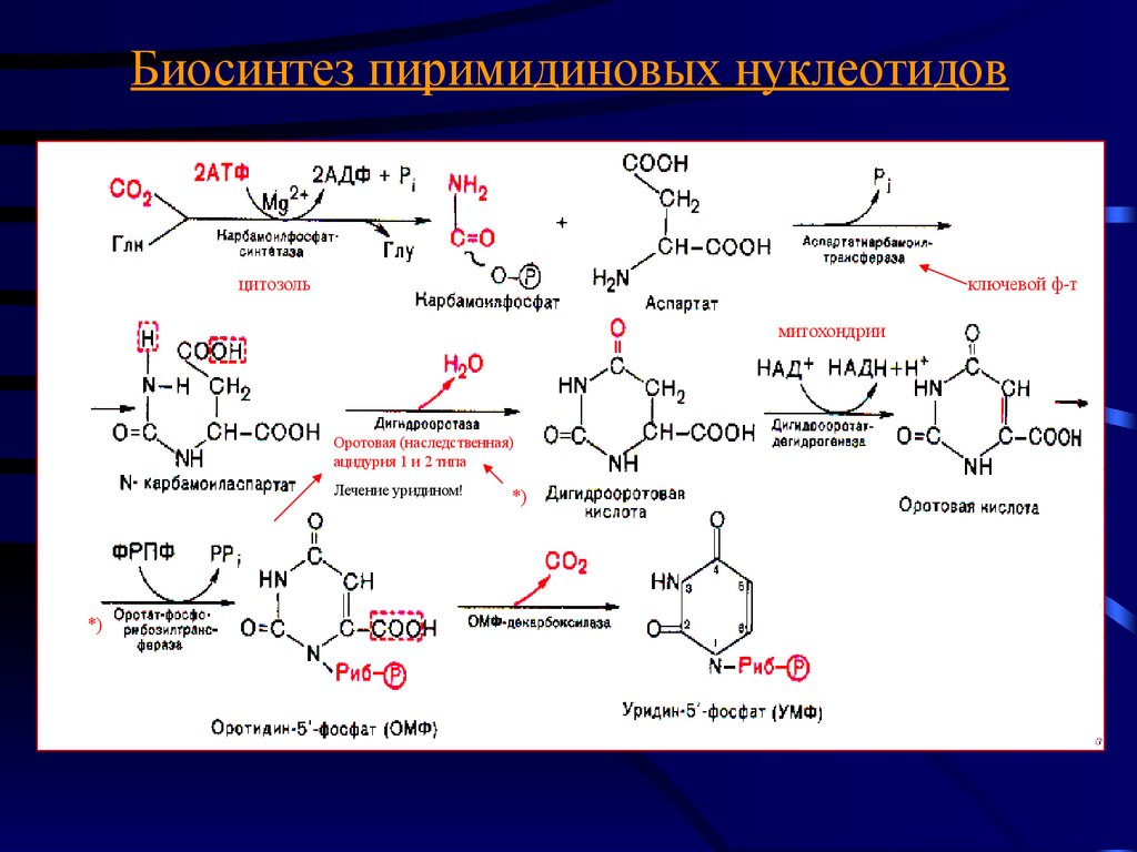 Биосинтез обмена. Синтез пиримидиновых нуклеотидов. Синтез пиримидиновых нуклеотидов биохимия. Схема синтеза пиримидиновых нуклеотидов. Реакции синтеза пиримидиновых нуклеотидов.