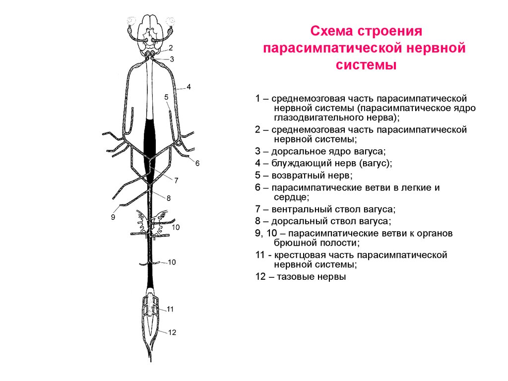 Нервная система схема. Схема парасимпатической нервной системы анатомия животных. Среднемозговой отдел парасимпатической системы. Сетевидный Тип строения – нервная система (схема). Схема сетевидного типа строения центральной нервной системы.