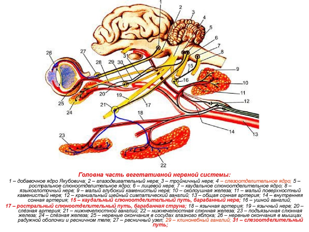 Ганглии вегетативной нервной. Ядра глазодвигательного нерва схема. Вегетативное ядро глазодвигательного нерва. Краниальные ганглии. Ядра вегетативной нервной системы.