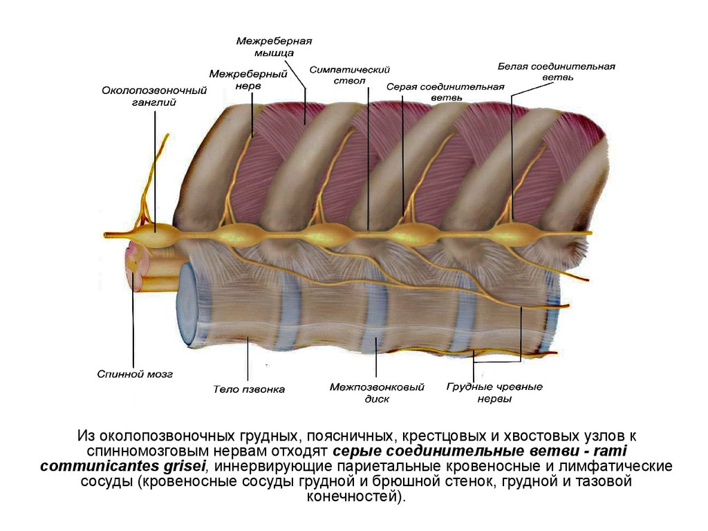 Соединительный тело. Белые соединительные ветви спинномозговых нервов. Белые и серые соединительные ветви спинномозговых нервов. Белая соединительная ветвь иннервирует. Серые соединительные ветви.