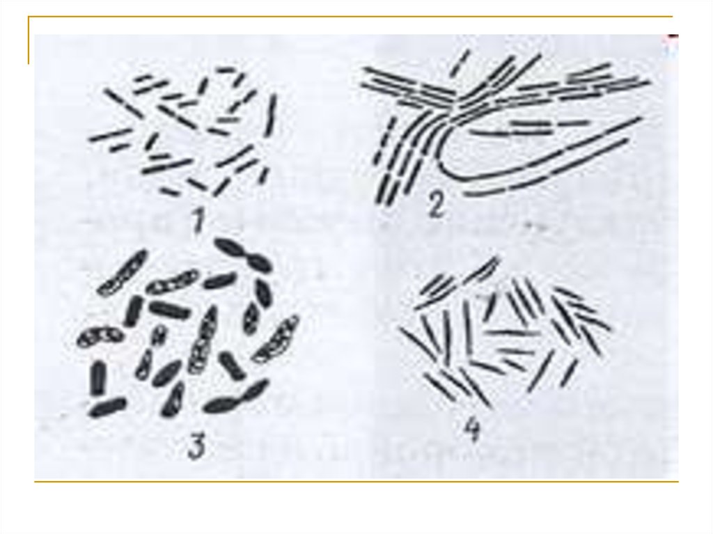 Конец формы. Палочковидные бактерии с обрубленными концами. Палочковидные бактерии цепочкой. Палочковидные бактерии заостренные. Формы концов бактерий.