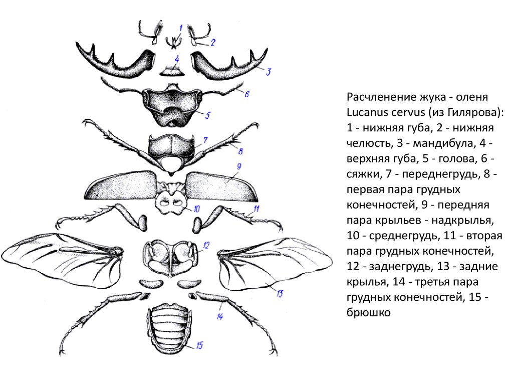 Наружный скелет насекомого. Расчлененный Майский Жук строение. Жук Рогач строение. Внешнее строение жука-рогача. Расчленение жука оленя.