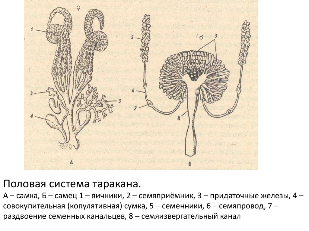 Что значит половая щель