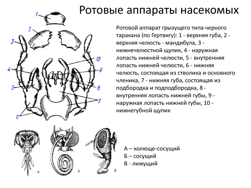 Ротовые аппараты членистоногих. Колюще-сосущий ротовой аппарат насекомых. Ротовой аппарат грызущего типа. Ротовой аппарат черного таракана. Ротовые органы черного таракана.