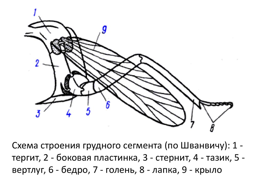 Крылья мухи схема. Схема строения грудного сегмента насекомого. Схема строения конечности насекомого. Схема строения крыла насекомого. Строение конечности кузнечика.