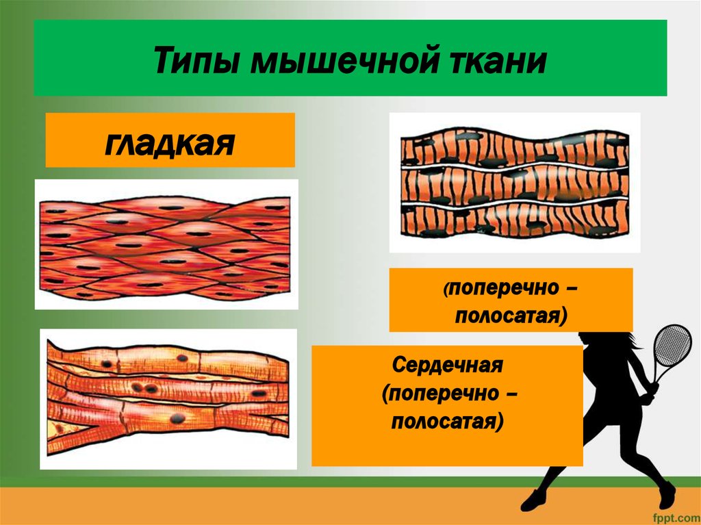 Презентация строение мышц