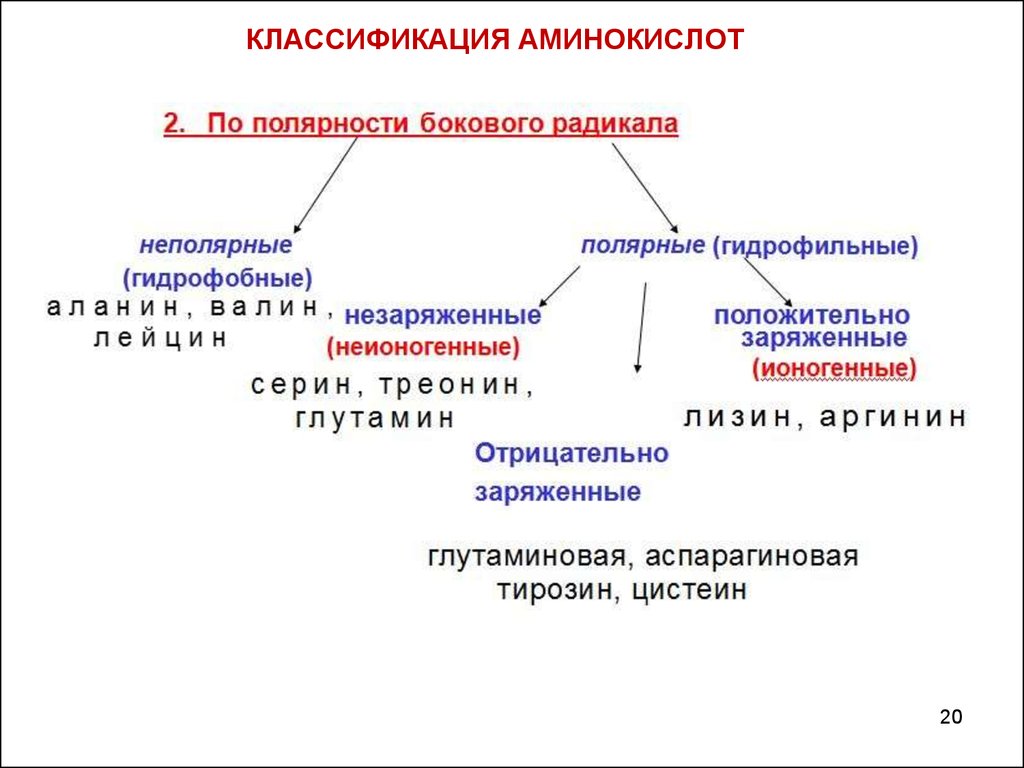 Строение и классификация. Физико химическая классификация аминокислот. Аминокислоты строение и классификация. Основные принципы классификации аминокислот. Классификация белковых аминокислот.