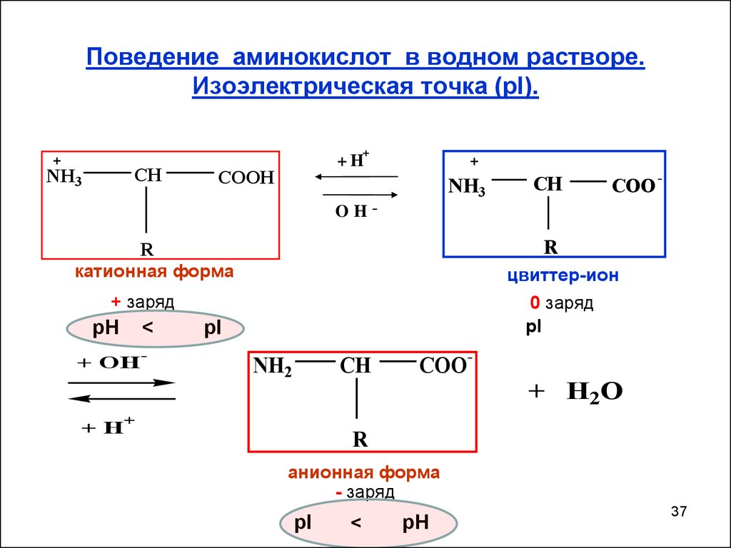 Поведение аминокислот в водном растворе. Изоэлектрическая точка (pI).