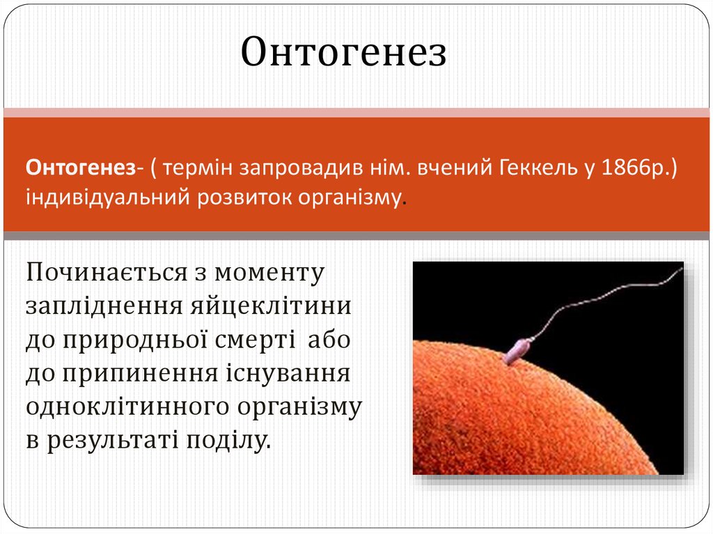 Онтогенез- ( термін запровадив нім. вчений Геккель у 1866р.) індивідуальний розвиток організму.
