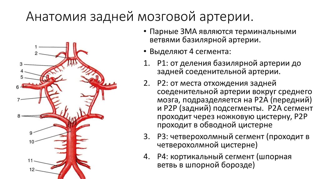 Артерии задних сегментов. P1 сегмент задней мозговой артерии. А1 сегмент передней мозговой артерии. Бассейн задней мозговой артерии схема. Сегменты артерий Виллизиева круга.