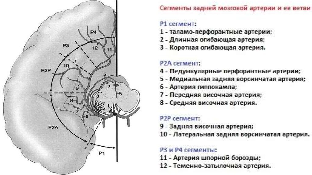 Артерии среднего мозга. Сегменты средней мозговой артерии. А1 сегмент передней мозговой. P1 сегмент задней мозговой артерии. Сегменты передней мозговой артерии на кт.