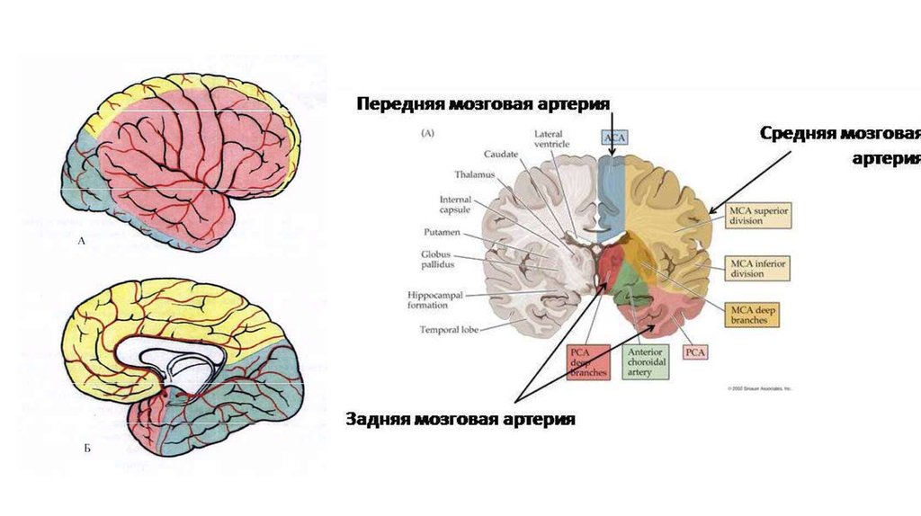 Зона инсульта. Бассейн средней мозговой артерии. Кровоснабжение головного мозга схема бассейнов. Бассейн СМА головного мозга схема. Бассейн левой среднемозговой артерии.