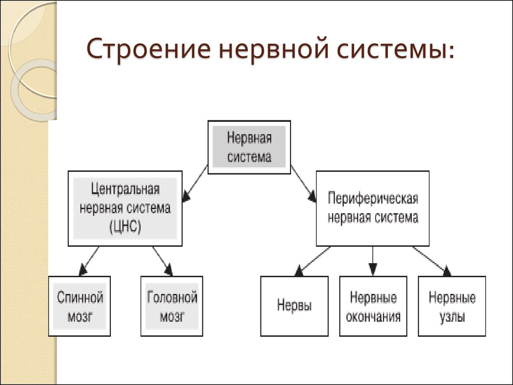 Структура нервной системы таблица. Строение нервной системы. Подструктура нервной системы. Кластер строение нервной системы. Строение нервной цепи.