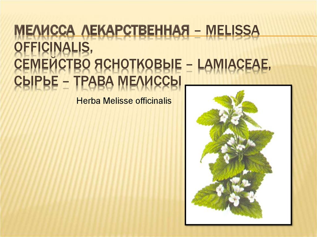 Мелисса лекарственная – Melissa officinalis, семейство Яснотковые – Lamiaceae, сырье – трава мелиссы