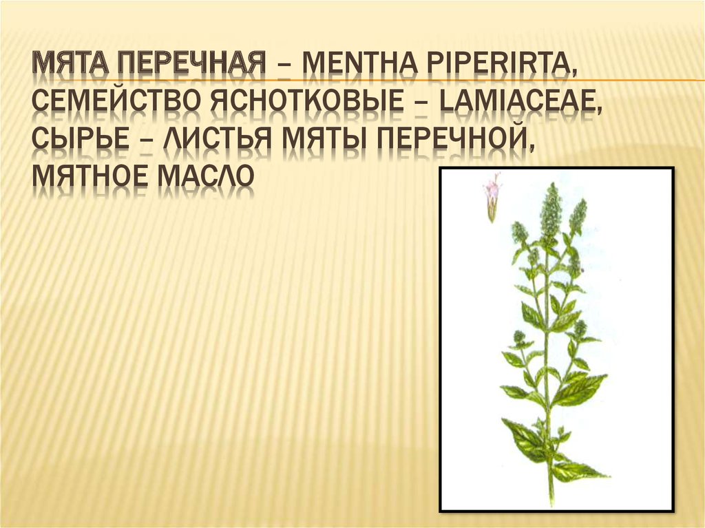 Мята перечная – Mentha piperirta, семейство Яснотковые – Lamiaceae, сырье – листья мяты перечной, мятное масло
