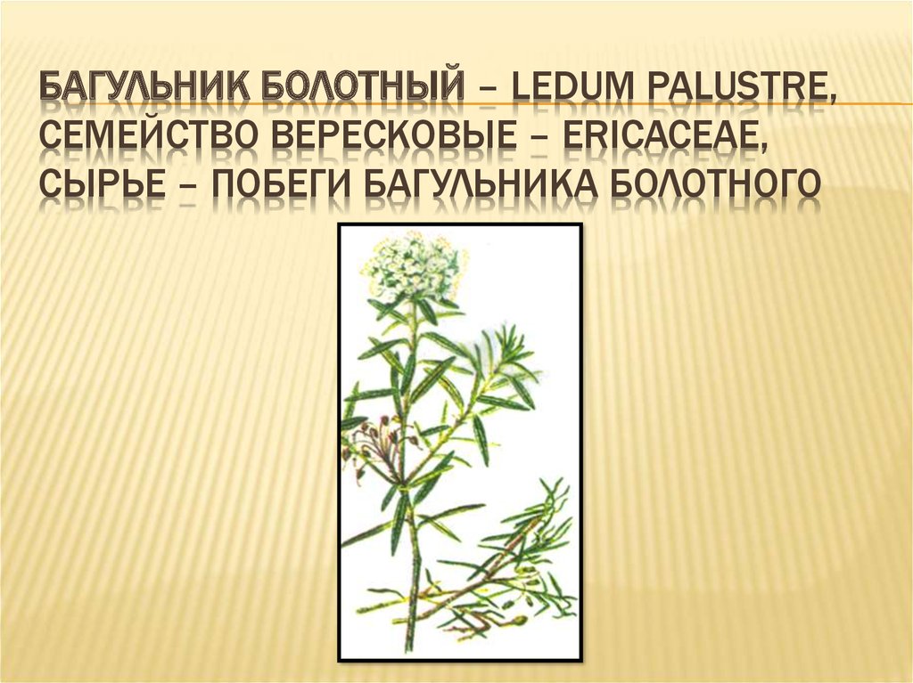 Багульник болотный – Ledum palustre, семейство Вересковые – Ericaceae, сырье – побеги багульника болотного