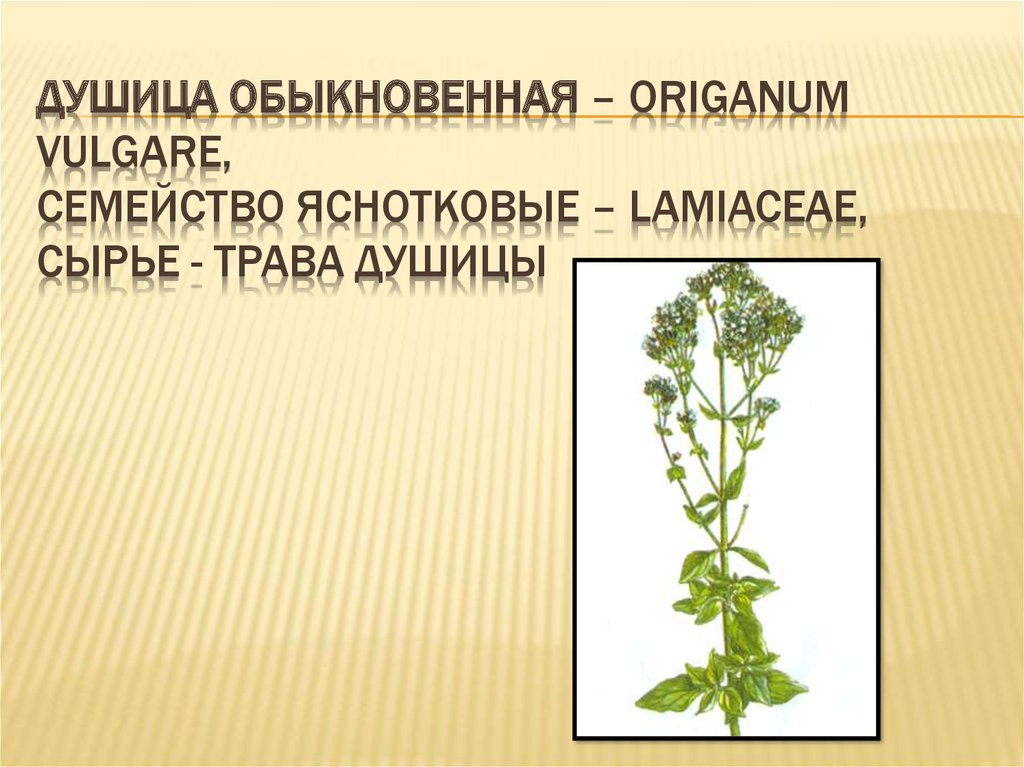 Душица обыкновенная – Origanum vulgare, семейство Яснотковые – Lamiaceae, сырье - трава душицы
