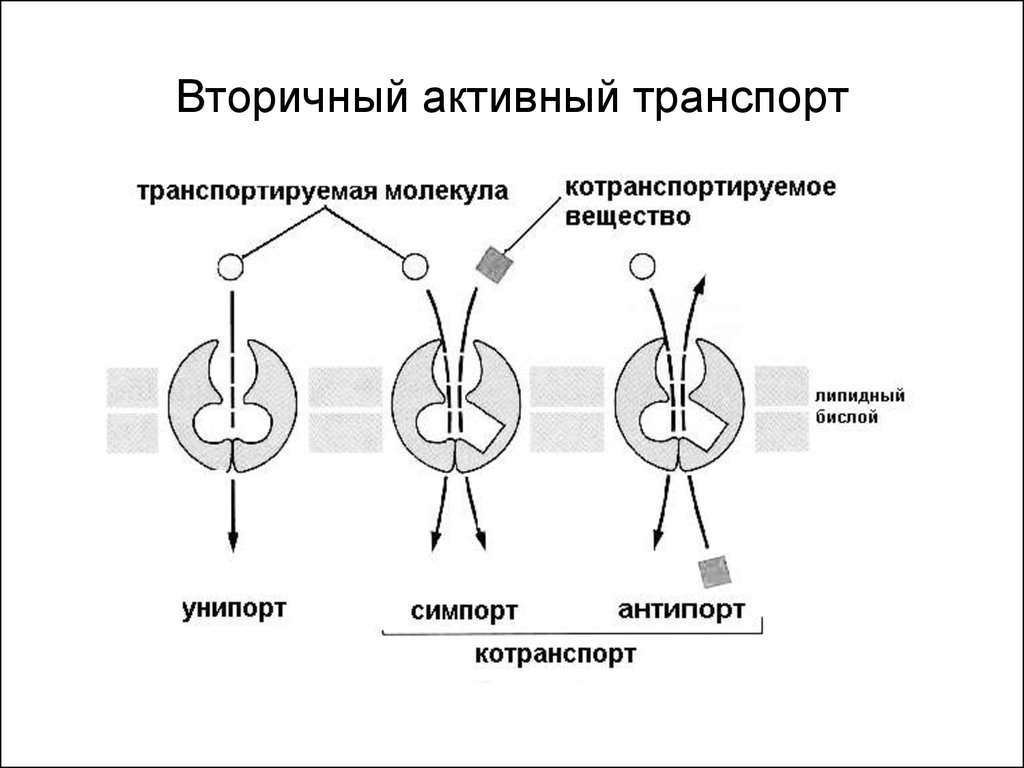 Вторично это. Первичный и вторичный активный транспорт. Первично и вторично активный транспорт. Первичный и вторичный активный транспорт схема. Первично активный транспорт механизм.