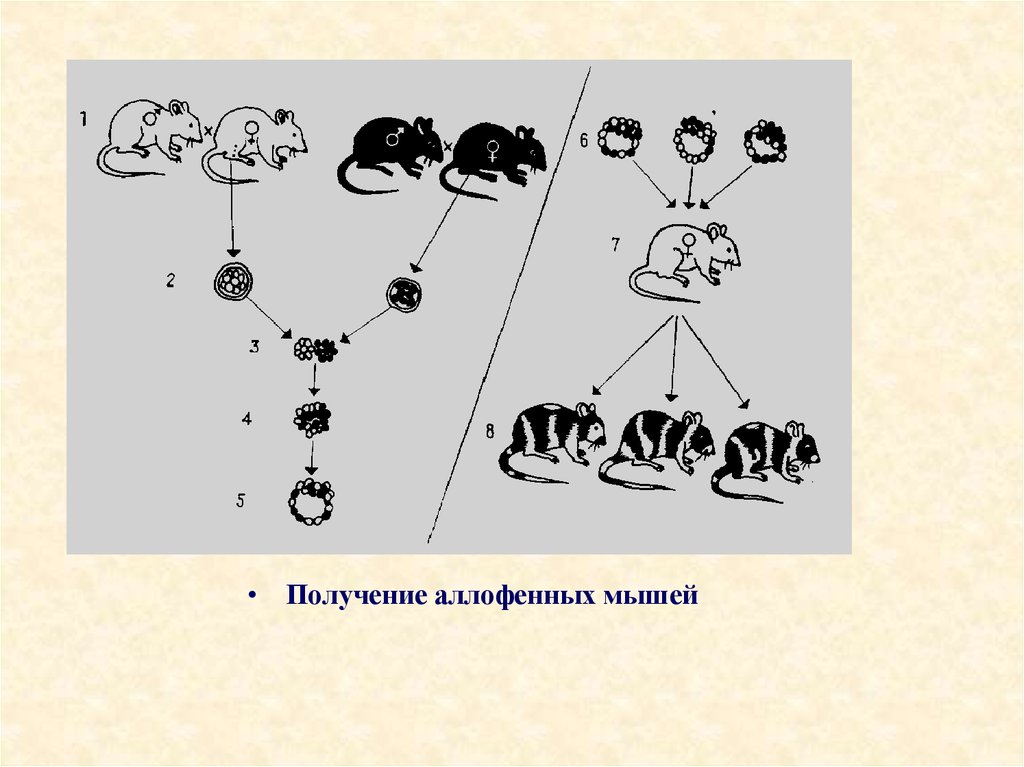 Создание химер. Получение аллофенных мышей. Агрегационный метод получения химер. Химерные организмы. Метод получения химерных животных.