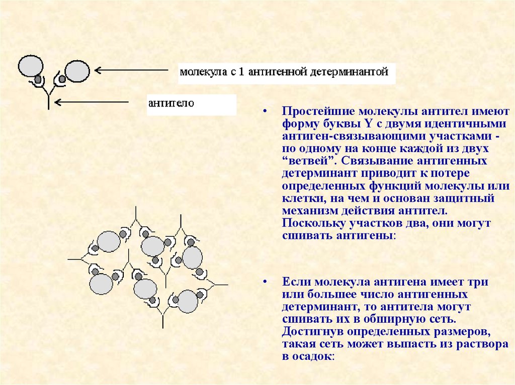 Специфическая фаза антигена и антитела. Антигены простейших. Связывание антитела молекулярных антигенов. Антитела связывают детерминанты антигена. Антитела легкая форма