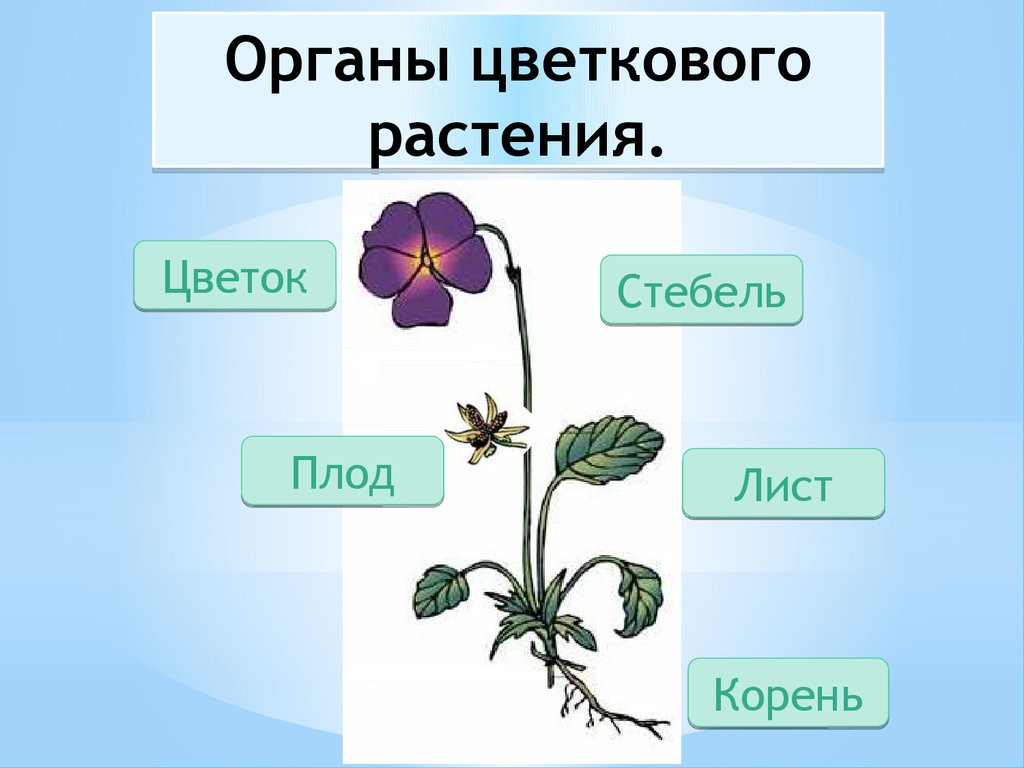 Какие части растения использует человек