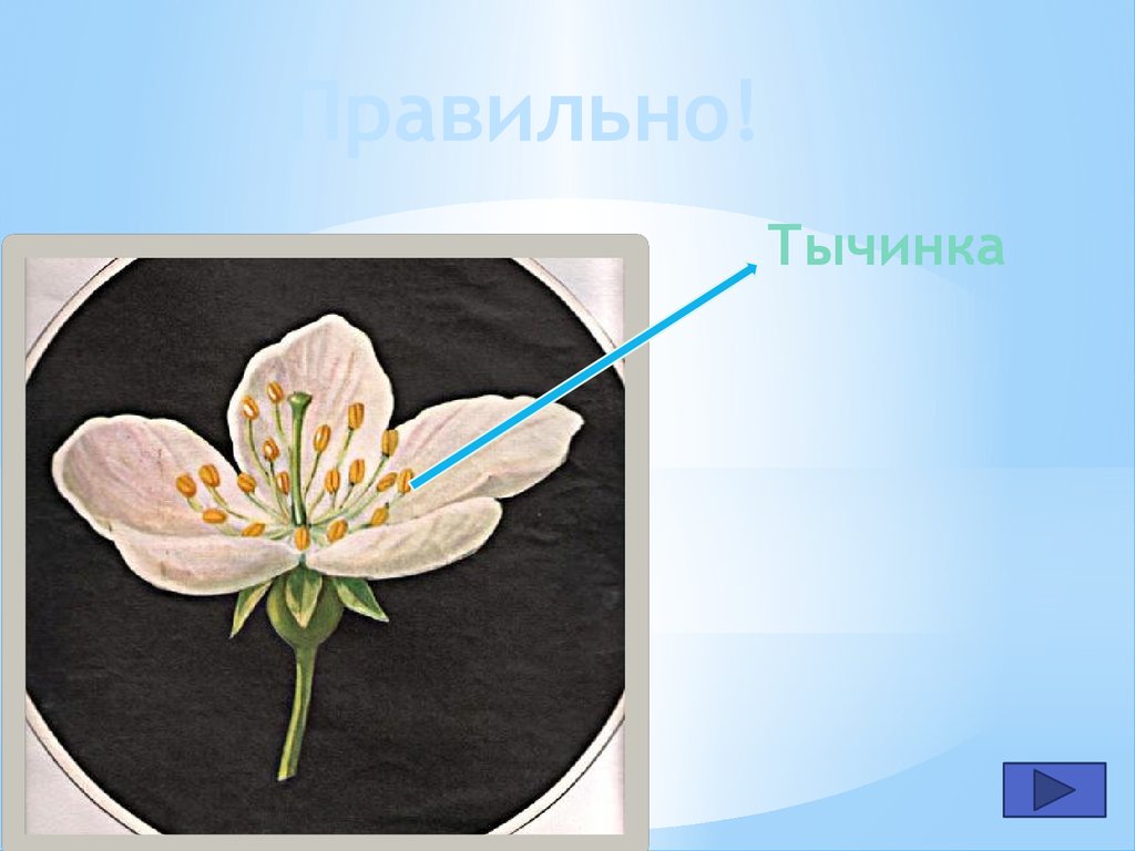 Тесты органы цветковых растений. Органы цветкового растения тест 5 класс. Контрольная работа 6 класс: органы цветкового растения.