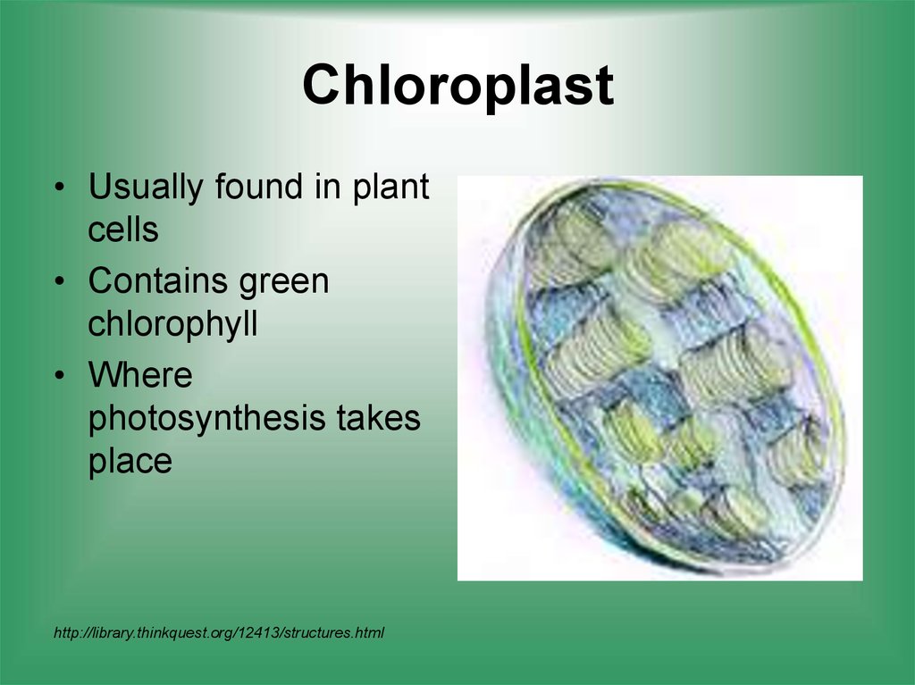 Do all plant cells have chloroplasts information