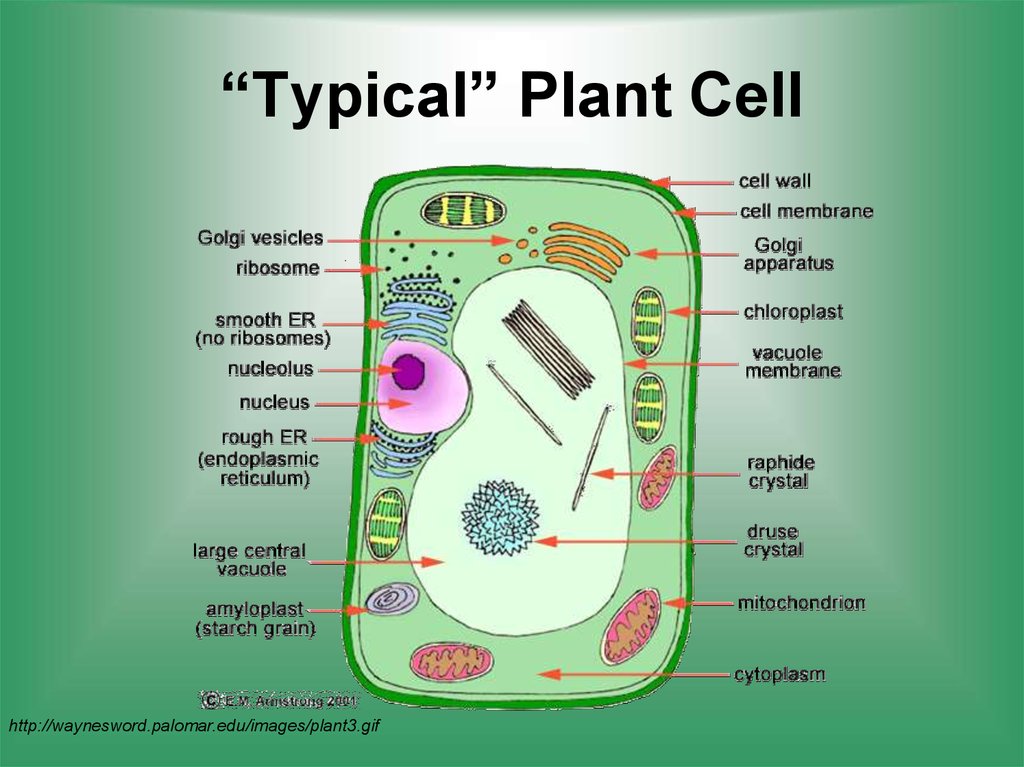 cell structure download