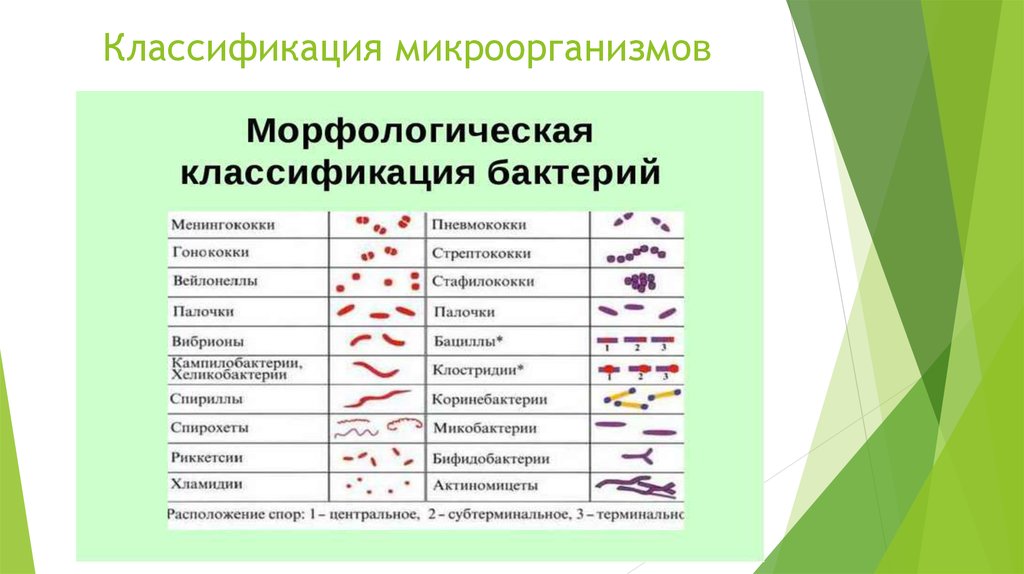 Какие микроорганизмы существуют. Морфологические формы бактерий таблица. Классификация бактерий по форме микробиология. Классификация микроорганизмов по морфологии. Классификация бактерий схема.