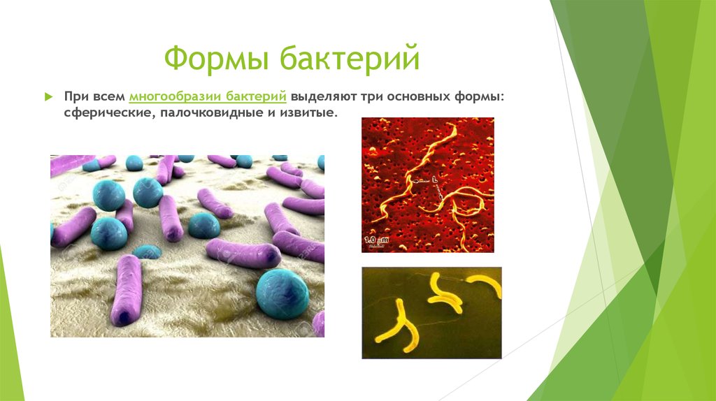S форма бактерий. Морфология микробной клетки. Разнообразие бактерий. Разнообразие бактерий по форме. Формы микроорганизмов.