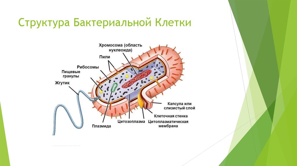 Какое строение у бактерий