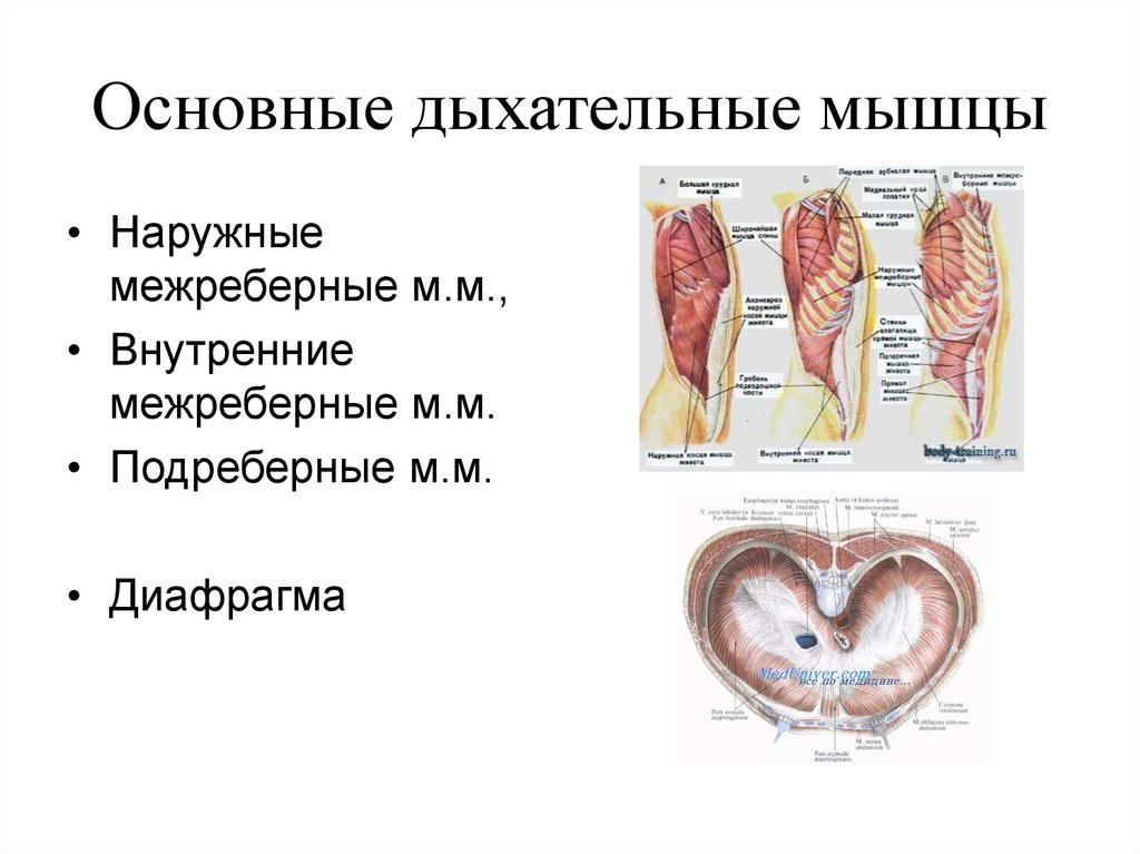 Мышечным дыханием. Основные и вспомогательные дыхательные мышцы. Основные и вспомогательные дыхательные мышцы анатомия. Основные и дополнительные мышцы дыхания. Основная и вспомогательная дыхательная мускулатура.