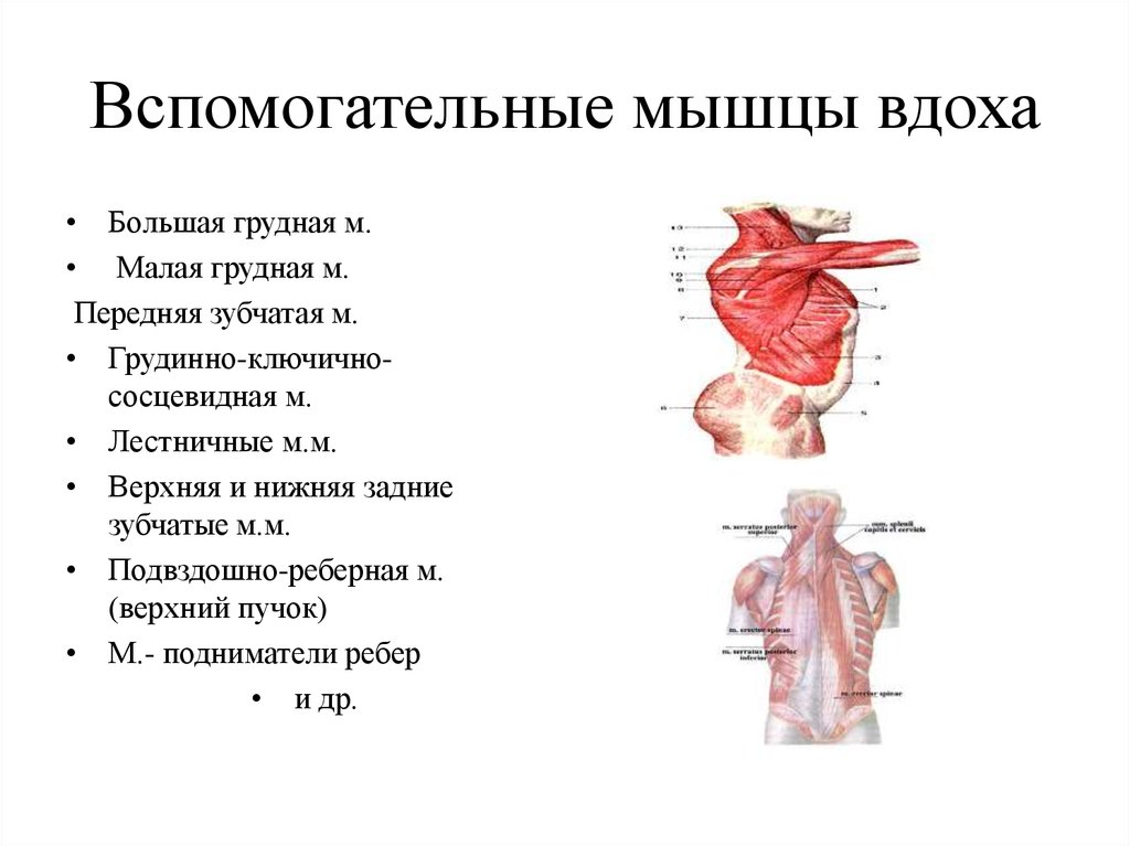 Мышцы дыхания выдох. Мышцы вдоха и выдоха основные и вспомогательные. Мышцы обеспечивающие дыхание. Основные и вспомогательные мышцы в акте дыхания. Вспомогательные мышцы вдоха.