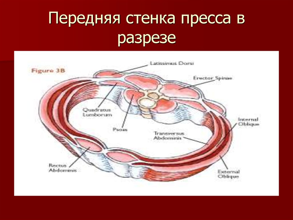 Передняя стенка. Анатомия пресса в разрезе. Разрез пресса человека. Лобовая стенка это.