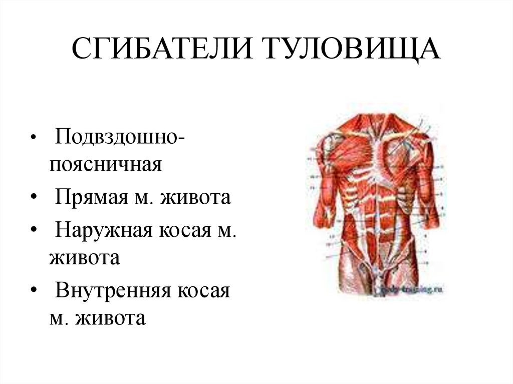 Мышцы туловища это. Мышцы участвующие в сгибании туловища. Мышцы разгибатели туловища. Мышцы сгибающие туловище. Функциональная анатомия мышц туловища.